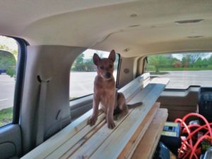 Zivah puppy on top of lumber in suburban