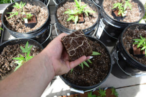 view of roots bottom square plant seedling